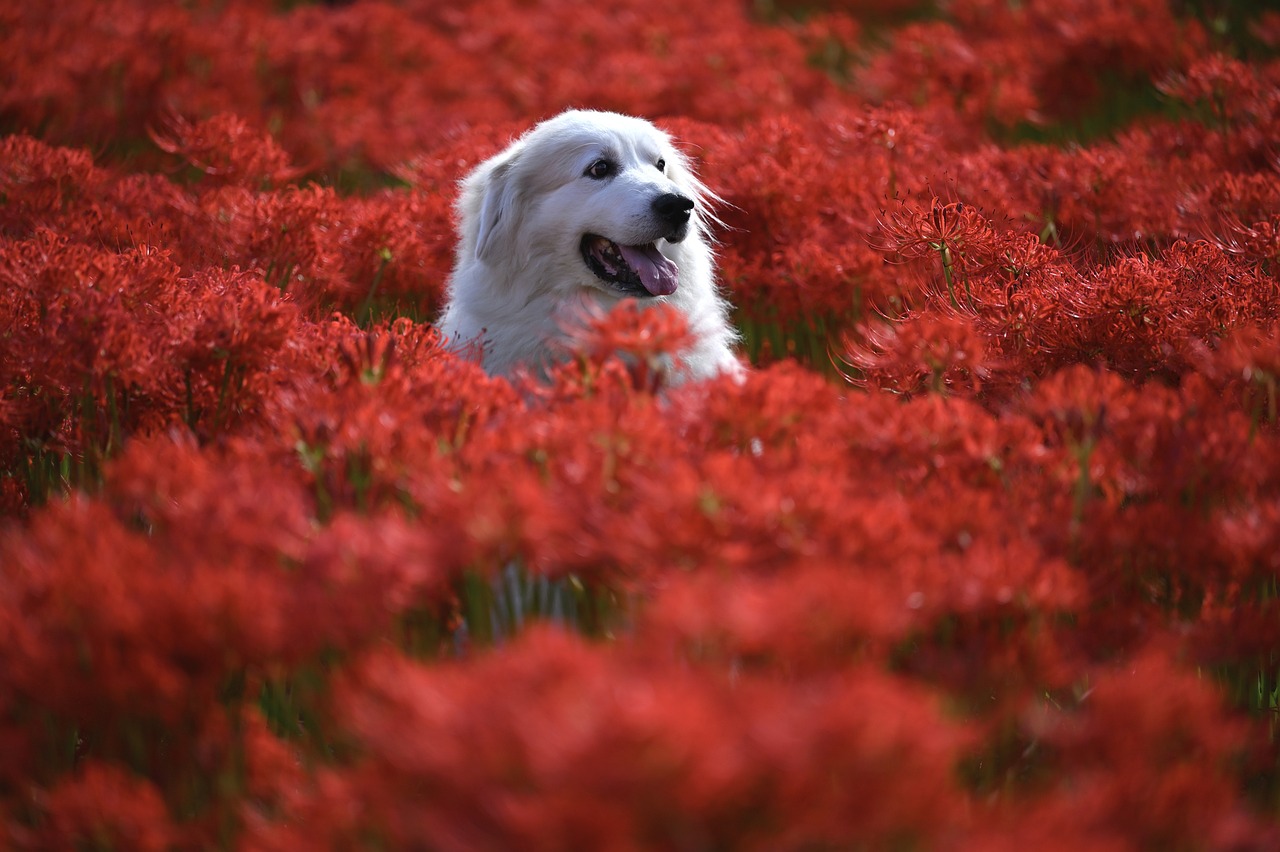 Tips for Reducing Shedding in Dogs